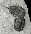 x Mucronaspis Trilobite Plate - Blekos, Morocco #19875-2